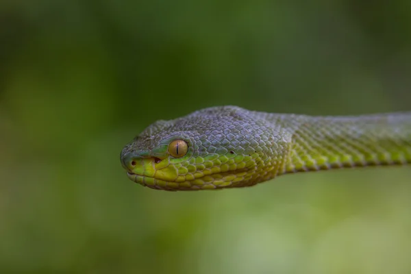 Cercano hasta Amarillo-labios Verde Pit víbora serpiente —  Fotos de Stock