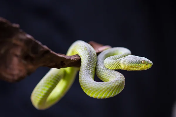 노란색 입 그린 모사 뱀 닫습니다 — 스톡 사진