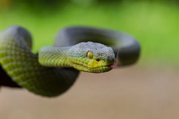 Närbild av gul-lipped Green Pit Viper orm — Stockfoto