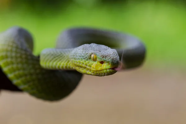 Εσωτερικη κίτρινο-χειλικό Viper Pit πράσινο φίδι — Φωτογραφία Αρχείου