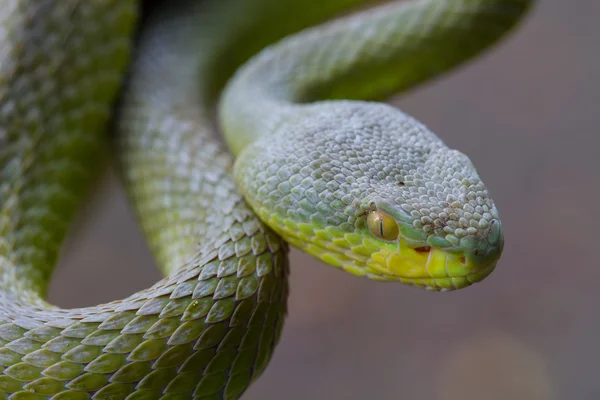 Close up Yellow-lipped Green Pit Viper snake — Stock Photo, Image