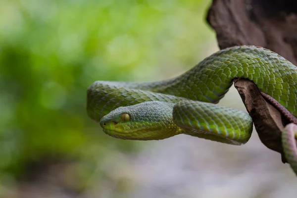 イエロー リップ グリーン マムシ蛇を閉じる — ストック写真