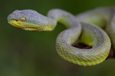 Close up Yellow-lipped Green Pit Viper snake clipart