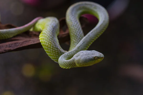 イエロー リップ グリーン マムシ蛇を閉じる — ストック写真