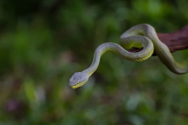 Detailní záběr lehkonohé žluto zelenou zmiji had — Stock fotografie