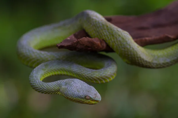 Close up Yellow-lipped Green Pit Viper snake — Stock Photo, Image