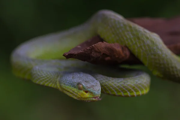 Nahaufnahme der grünen Grubenviper mit gelben Lippen — Stockfoto