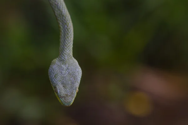 Εσωτερικη κίτρινο-χειλικό Viper Pit πράσινο φίδι — Φωτογραφία Αρχείου