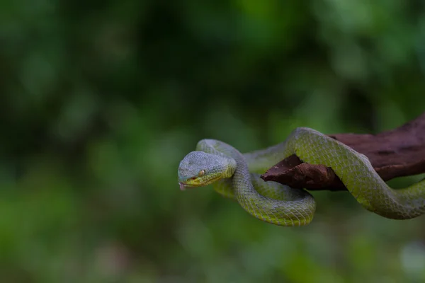 Fechar Amarelo-lipped Green Pit Viper serpente — Fotografia de Stock