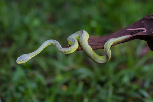 Közelről sárga ajkú zöld gödör vipera kígyó — Stock Fotó