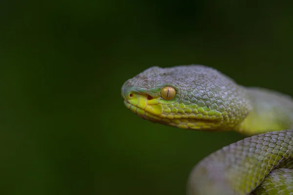 Közelről sárga ajkú zöld gödör vipera kígyó — Stock Fotó