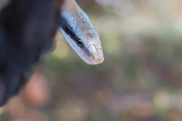 Rat Snake, Orthriophis taeniurus ridleyi — Stockfoto