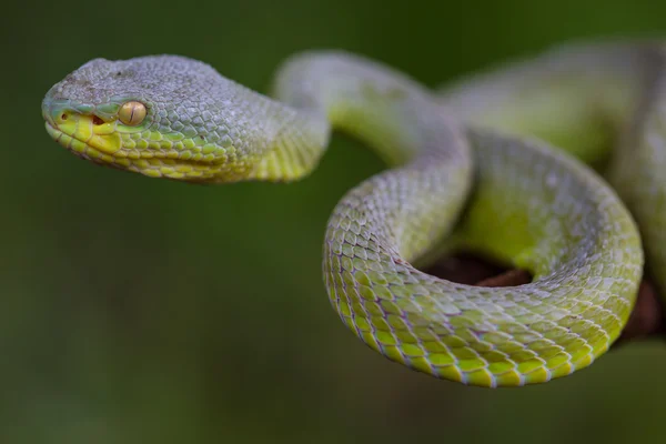 关闭了唇形黄色绿色蝮蛇蛇 — 图库照片