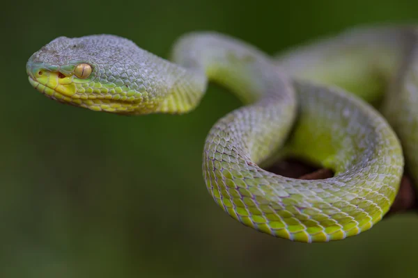 Fechar Amarelo-lipped Green Pit Viper serpente — Fotografia de Stock