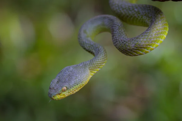 Εσωτερικη κίτρινο-χειλικό Viper Pit πράσινο φίδι — Φωτογραφία Αρχείου