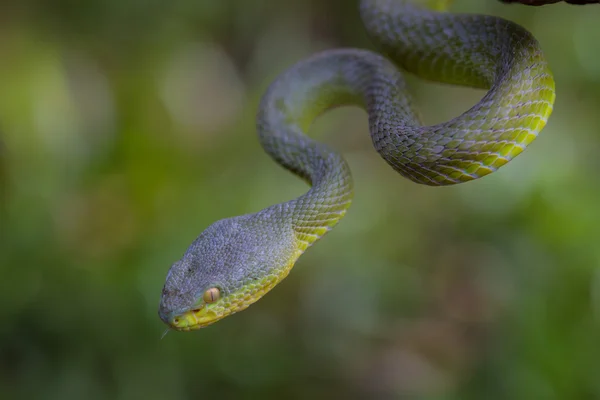 Närbild av gul-lipped Green Pit Viper orm — Stockfoto