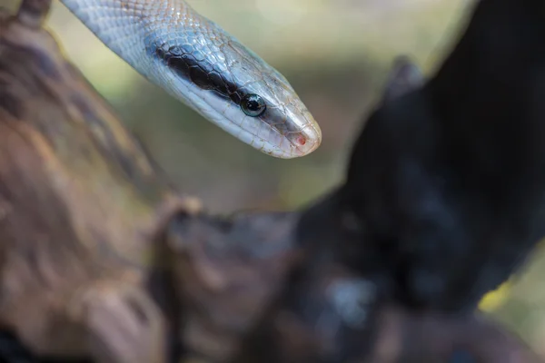 锦蛇，Orthriophis taeniurus ridleyi — 图库照片
