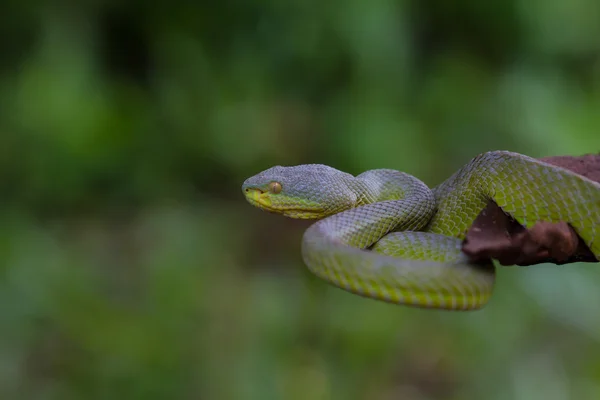 Närbild av gul-lipped Green Pit Viper orm — Stockfoto