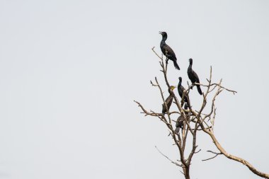 Küçük karabatak, Cava karabatak (Phalacrocorax Nijer)