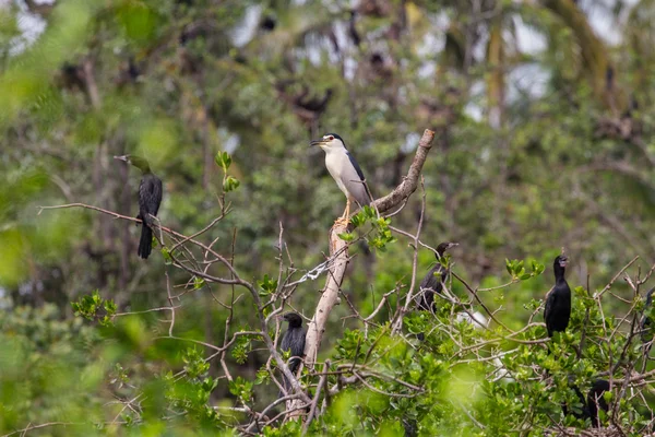 Zwarte Nachtreiger (nycticorax nycticorax)) — Stockfoto