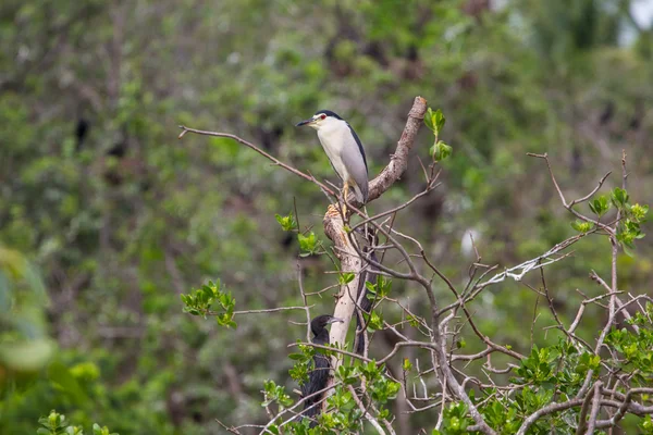 Héron de nuit à couronne noire (nycticorax nycticorax) — Photo