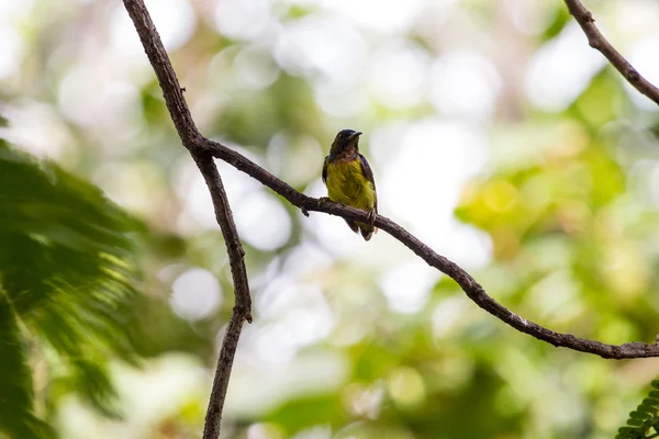 Brown-throated Sunbird is zitstokken op tak — Stockfoto