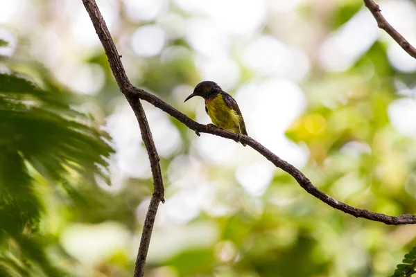 Sunbird de garganta marrón se posa en la rama — Foto de Stock