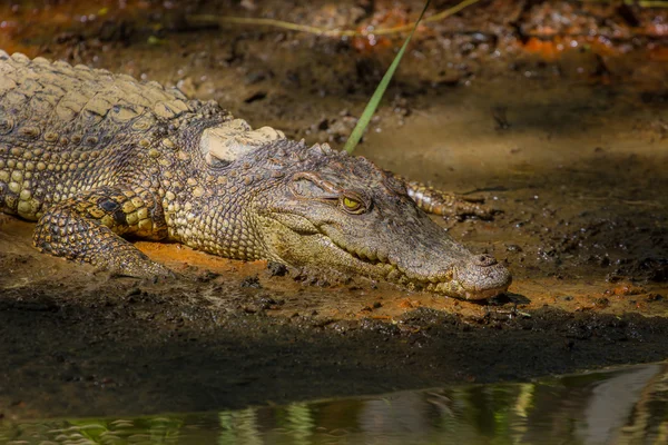 Крокодили на фермі — стокове фото