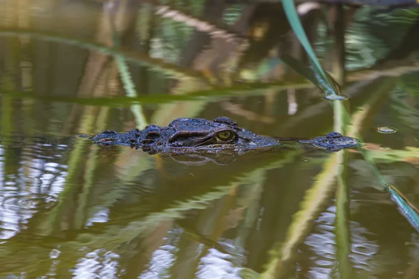Crocodilo selvagem no rio — Fotografia de Stock