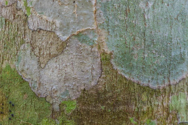 树皮纹理与苔藓和地衣 — 图库照片