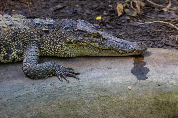 Crocodilos em uma fazenda — Fotografia de Stock