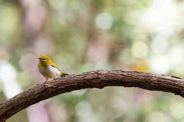Oryantal White-eye kuş Tayland