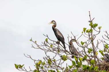 Oryantal Pasifik'ten oğlan veya snakebird kuş
