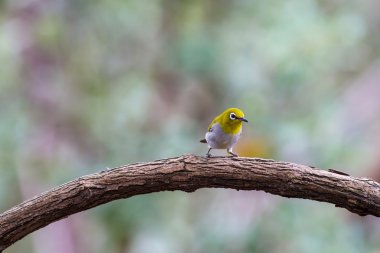 Oryantal White-eye kuş Tayland