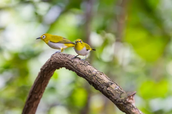 Oriental Pájaro Ojo Blanco de Tailandia —  Fotos de Stock