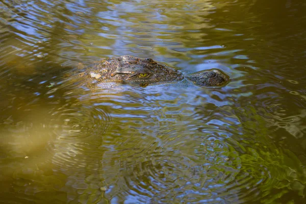 A folyó vad krokodil — Stock Fotó
