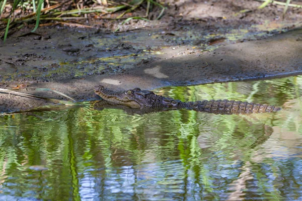 Krokodile auf einem Bauernhof — Stockfoto