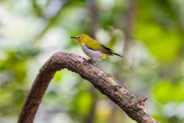 Oryantal White-eye kuş Tayland