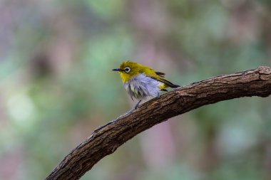 Oryantal White-eye kuş Tayland