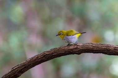 Oryantal White-eye kuş Tayland
