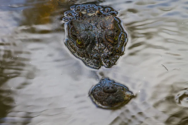Vild krokodil på floden — Stockfoto
