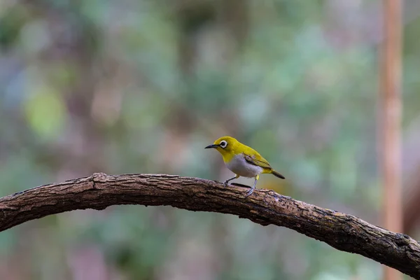 Oiseau à oeil blanc oriental de Thaïlande — Photo