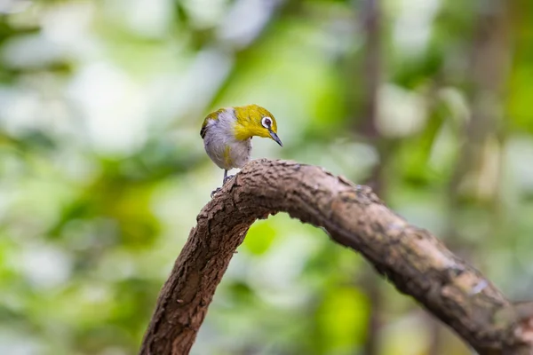 Orientale Occhio Bianco Uccello della Thailandia — Foto Stock
