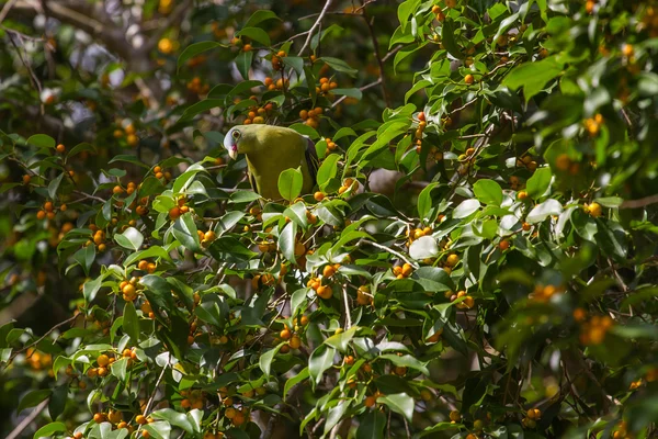 Paloma verde de pico grueso (Treron curvirostra) en la naturaleza —  Fotos de Stock