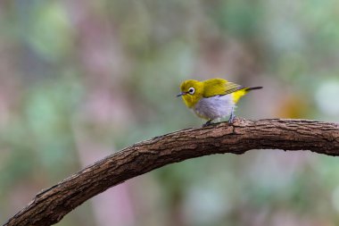 Oryantal White-eye kuş Tayland
