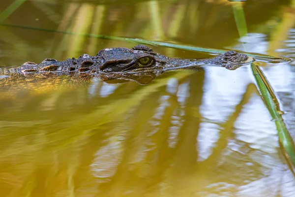 Coccodrillo selvatico sul fiume — Foto Stock