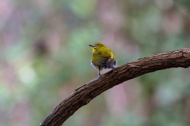 Oryantal White-eye kuş Tayland
