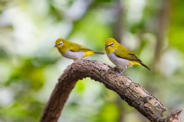 Oriental Pájaro Ojo Blanco de Tailandia —  Fotos de Stock