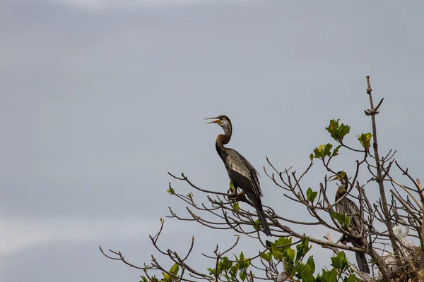 Orientalischer Darter oder Schlangenvogel — Stockfoto