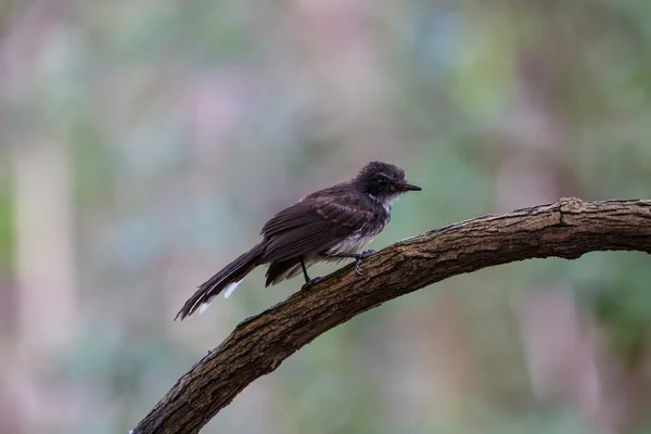 Pied Fantail oiseau assis sur bracnh — Photo